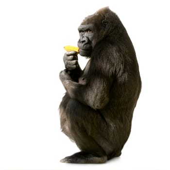 Young Silverback Gorilla in front of a white background