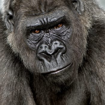 Young Silverback Gorilla in front of a white background