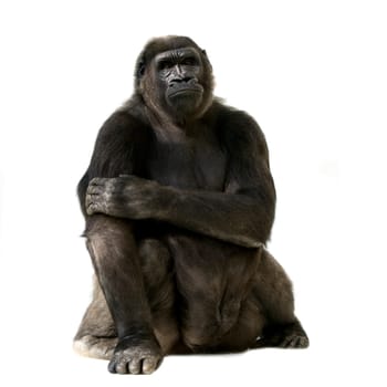 Young Silverback Gorilla in front of a white background