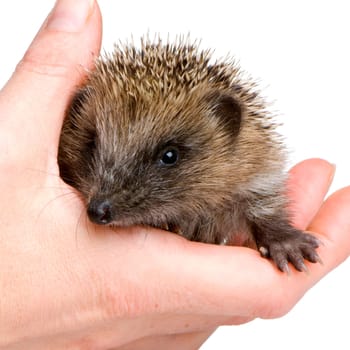 hedgehog (1 mounths) in front of a white background