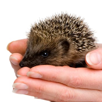 hedgehog (1 mounths) in front of a white background