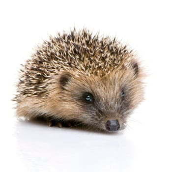 hedgehog (1 mounths) in front of a white background