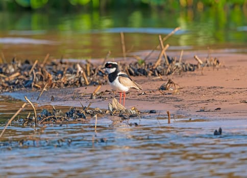 Pied Plover Searching the River Bank in the Pantanal in Brazil