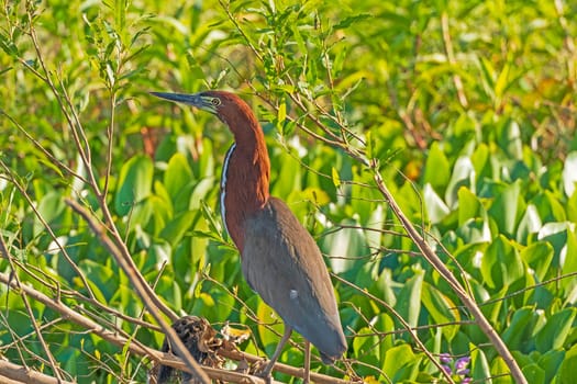A Rufescent Tiger Heron on a Jungle Shore in the Pantanal in Brazil