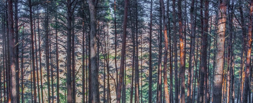 La Garganta forest. Magic place in the heart of Ambroz Valley, Banos de Montemayor, Caceres, Extremadura, Spain