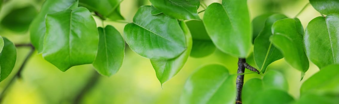 Close-up panoramic view of the tree's branch with young leaves. Beautiful bokeh background of the spring foliage.