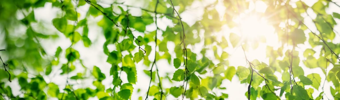 Close-up panoramic view of the birch's branch with young leaves and bud. Beautiful bokeh background of the spring tree.