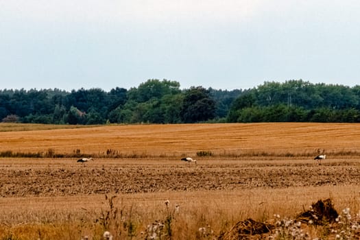 White storks (Ciconia ciconia) looking for a diner - Choczewo, Pomerania, Poland