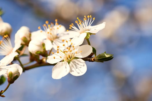 Branch with cherry blossom on fruit tree in garden. Blossom in spring. Background with bokeh. Blossoms photo from nature