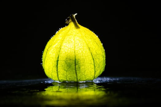 Physalis on black wet soil with black background. Illuminated fruit. Vitamin C rich fruit. Structures shown in detail. Photo food