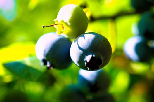 Blueberry on the bush, purple blue fruit. Fruit with green leaves. Harvest from the garden. Food photo