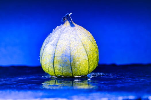 Physalis on black wet ground with blue background. Illuminated fruit. Vitamin C rich fruit. Structures shown in detail. Photo food