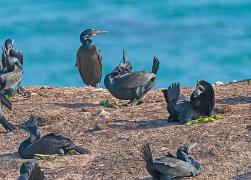 Brandt's Cormorant in a Full Mating Display at Point Lobos State Natural Preserve in California
