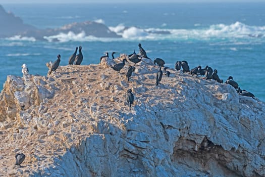 Brandts Cormorants on a Barren Coastal Rock in Point Lobos State Natural Reserve in California