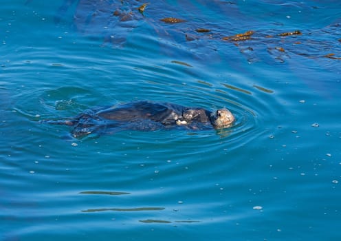 Sea Otter Swimming in Coastal Waters in the Point Lobos State Natural Reserve in California
