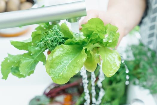 Cropped photo of woman washing fresh greenery lettuce dill with hands under running water in sink in kitchen. Vegetables, vegetarian, preparation for cooking, healthy food, hygiene. Selective focus.