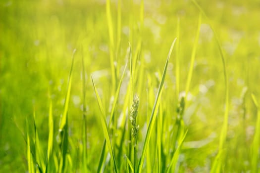Fresh spring green grass with bokeh and sunlight. Natural background