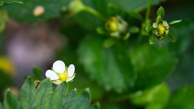 Strawberry plant with white earth flowers in the garden. Fruit not yet ripe. Plant photo from nature