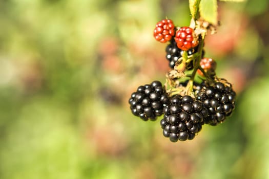 Blackberry on bush with bokeh. Blurred background. Vitamin rich fruit from the garden. Duck time of the fruit. Food photo