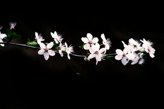 Branch with cherry blossom on fruit tree with black background. Blossom in spring. Blossoms photo from nature