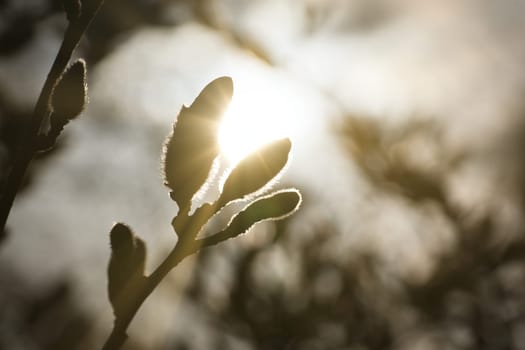 Magnolia buds on a magnolia tree with the sun in the background. Magnolia trees are a true splendor in the flowering season. An eye catcher in the landscape