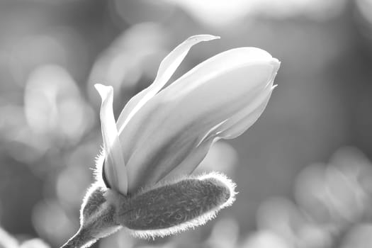 Magnolia blossom on a magnolia tree taken in black and white. Magnolia trees are a true splendor in the flowering season. An eye catcher in the landscape