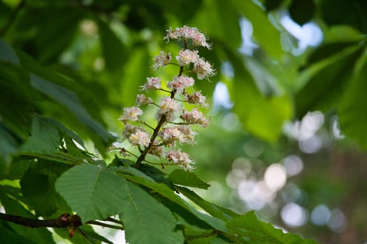 chestnut blossom on the branch of a chestnut tree. White flowers on the dagger. Spring time in the park. Flower photo from nature