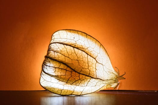 physalis, lit on black background, with orange background. Vitamin C rich fruit. Food photo