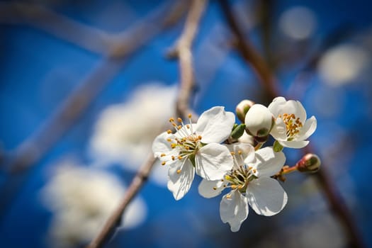 Branch with cherry blossom on fruit tree in garden. Blossom in spring. Background with bokeh. Blossoms photo from nature