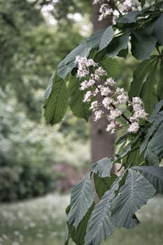 chestnut blossom on the branch of a chestnut tree. White flowers on the dagger. Spring time in the park. Flower photo from nature