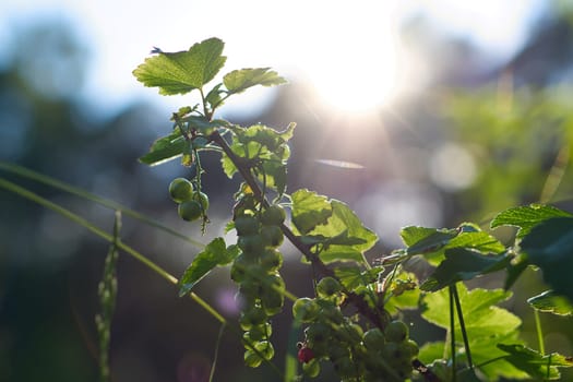 red currants on bush in garden with sunlight in background. Vitamin C rich fruit. Food photo