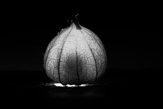 physalis in black white on black wet background. Lighted fruit. Vitamin C rich fruit. Structures shown in detail. Food photo black background