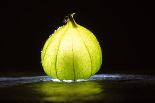 Physalis on black wet soil with black background. Illuminated fruit. Vitamin C rich fruit. Structures shown in detail. Photo food