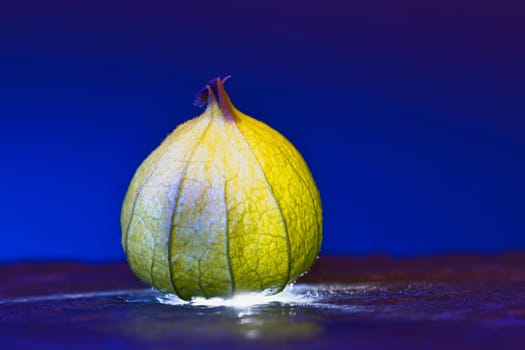 physalis on black wet ground. Lighted fruit. Vitamin C rich fruit. Structures shown in detail. Food photo