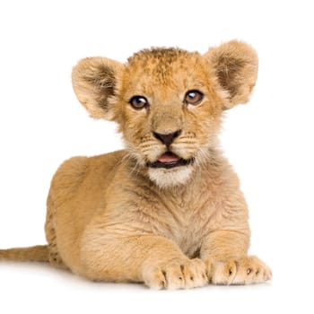 Lion Cub (3 months) in front of a white background.
