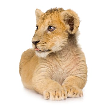 Lion Cub (3 months) in front of a white background.