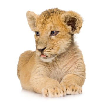 Lion Cub (3 months) in front of a white background.
