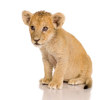 Lion Cub (3 months) in front of a white background.
