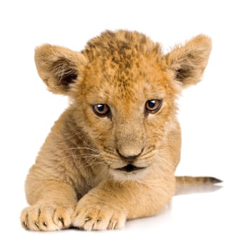 Lion Cub (3 months) in front of a white background.