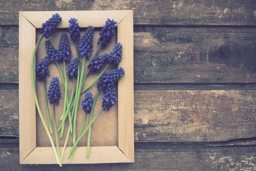 Blue spring flowers on a wooden photo frame. Muscari armeniacum on a wooden background. Bright postcard, congratulations. Copy space still life flat lay. Retro vintage style. Armenian grape hyacinth