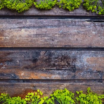 Background of dark horizontal wooden planks framed with green maple flowers. Twigs, leaves and flowers are laid out above and below copy space. Postcard or blank for design. Wood and greenery