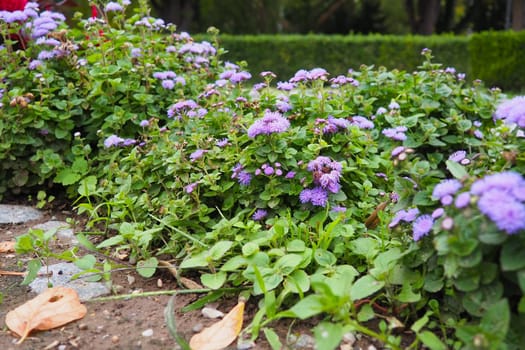 Ageratum - genus flowering annuals and perennials from family Asteraceae. Violet flowers in summer garden. Purple flowers of ageratum. Ageratum blooming. Close-up in sunny weather. Pussy foot.