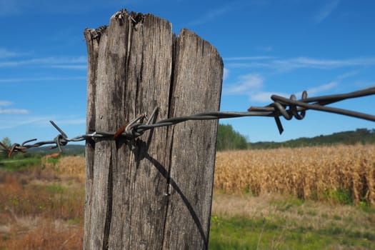 Barbed wire, double wire, metal tape with sharp spikes for barriers. Rusty barbed wire against the blue sky. The concept of war, restriction of rights and freedoms. Wooden pole. Cornfield