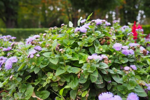 Ageratum - genus flowering annuals and perennials from family Asteraceae. Violet flowers in summer garden. Purple flowers of ageratum. Ageratum blooming. Close-up in sunny weather. Pussy foot.