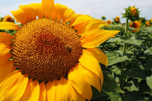 The Helianthus sunflower is a genus of plants in the Asteraceae family. Annual sunflower and tuberous sunflower. Agricultural field. Blooming bud with yellow petals. Furry leaves One big flower. A bee