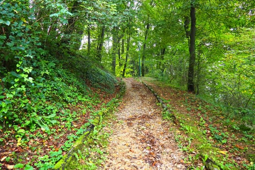 Banja Koviljaca, Loznica, Serbia. Mount Guchevo, park and forest, forest terraces. Withered leaves in September. Paths and paths for hiking. Calm ecological rest for recovery. Mixed European forest.