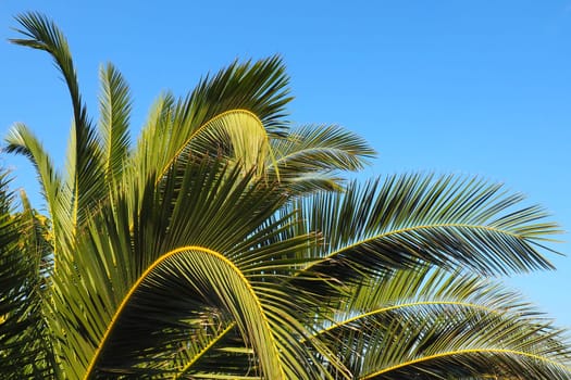 Palm branches against the blue sky. Sunny weather. Vacation at the resort. Coconut and date leaves sway. The blue sky. Tourism and travel to tropical place. Montenegro, palm trees. Plage holiday