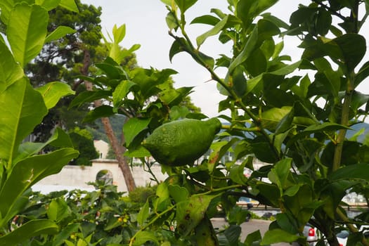 Green unripe oblong lemons on a branch of a lemon tree in a garden in Montenegro. The ripening harvest of the orchard. Agriculture and production of vegetables and fruits. Organic products