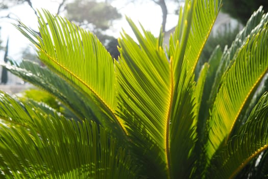 Palm leaves texture with shadow and light. Palm leaves of bright green and yellow colors. Tropical beautiful background. Summer beach tourism. Pleated leaves