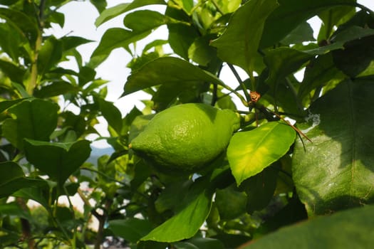 Green unripe oblong lemons on a branch of a lemon tree in a garden in Montenegro. The ripening harvest of the orchard. Agriculture and production of vegetables and fruits. Organic products